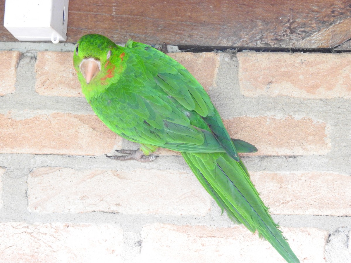 aratinga červenoskvrnný - ML646410999