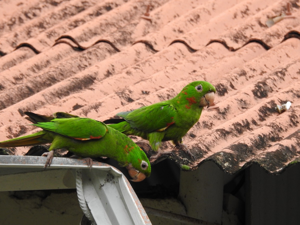 aratinga červenoskvrnný - ML646411000