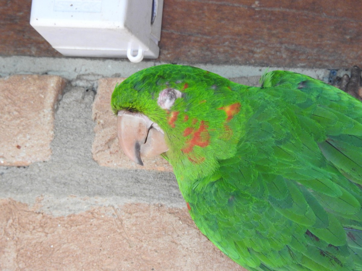 aratinga červenoskvrnný - ML646411001