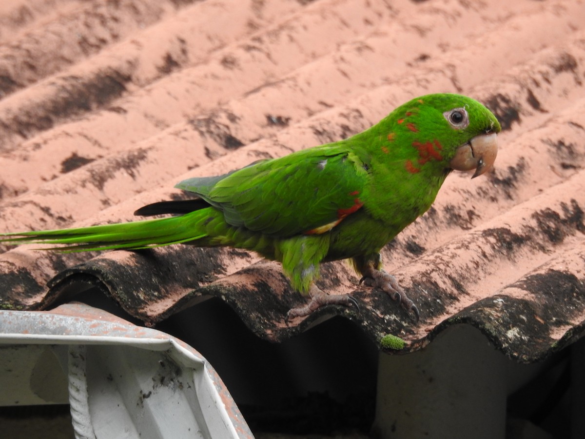 aratinga červenoskvrnný - ML646411002