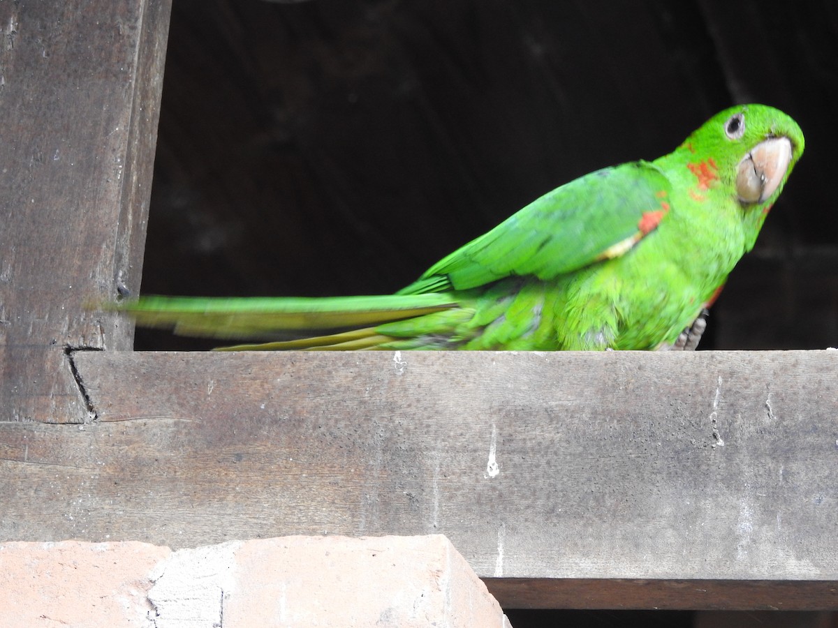 aratinga červenoskvrnný - ML646411003