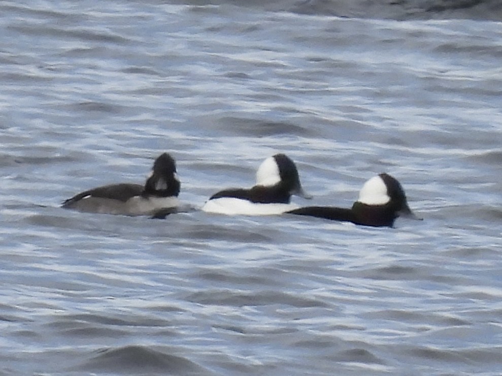 Bufflehead - ML646411004
