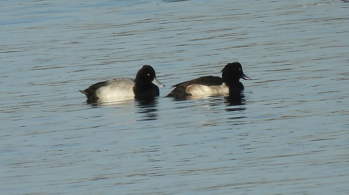 Lesser Scaup - ML646411006