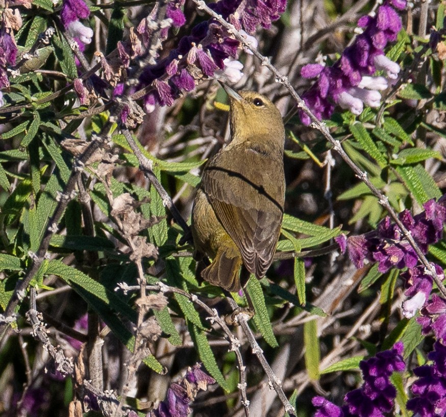 Orange-crowned Warbler - ML646411007