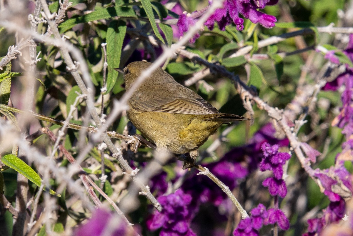 Orange-crowned Warbler - ML646411008