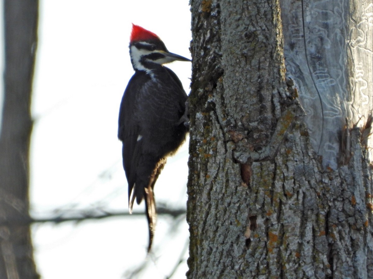 Kuzey Amerika Kara Ağaçkakanı - ML646411009