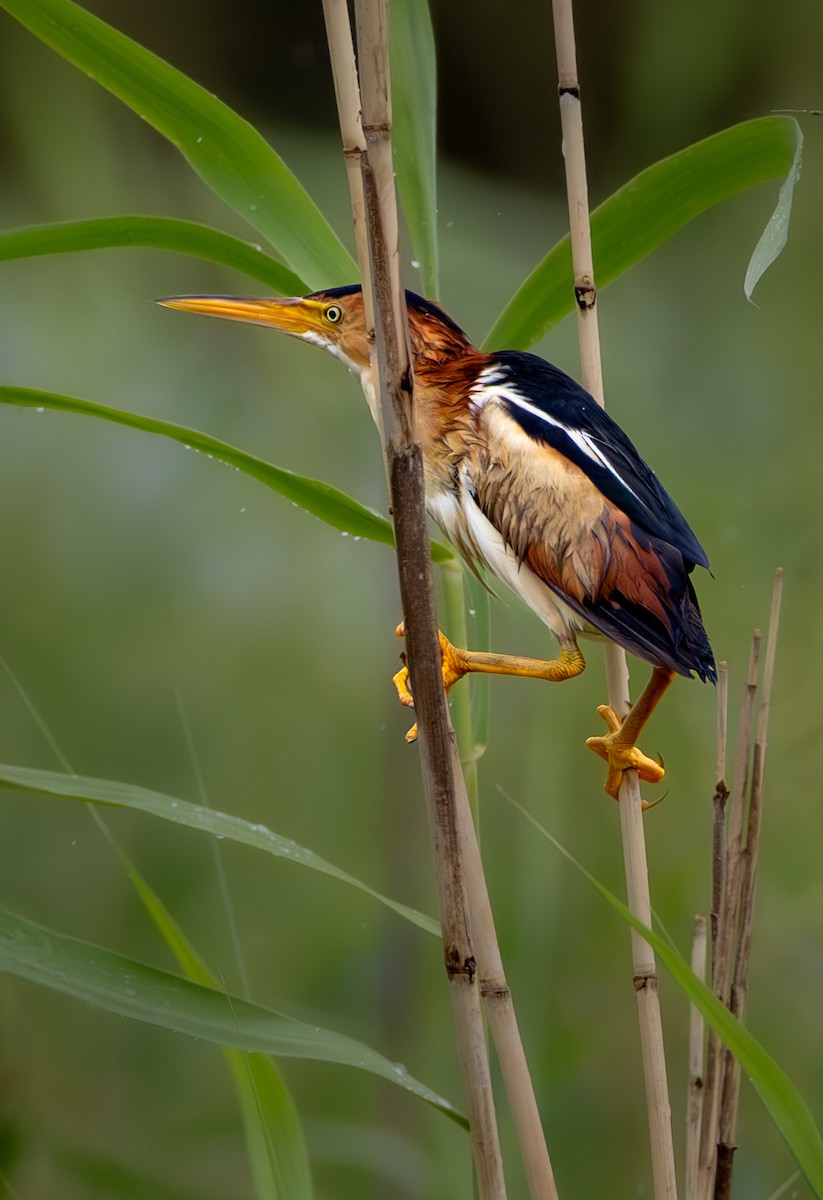 Least Bittern - ML646411010