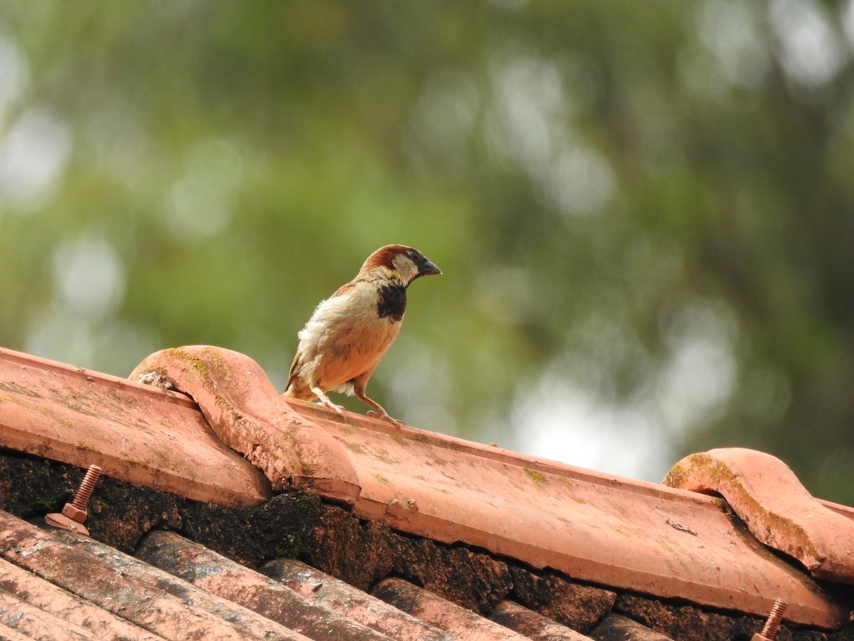 vrabec domácí - ML646411011