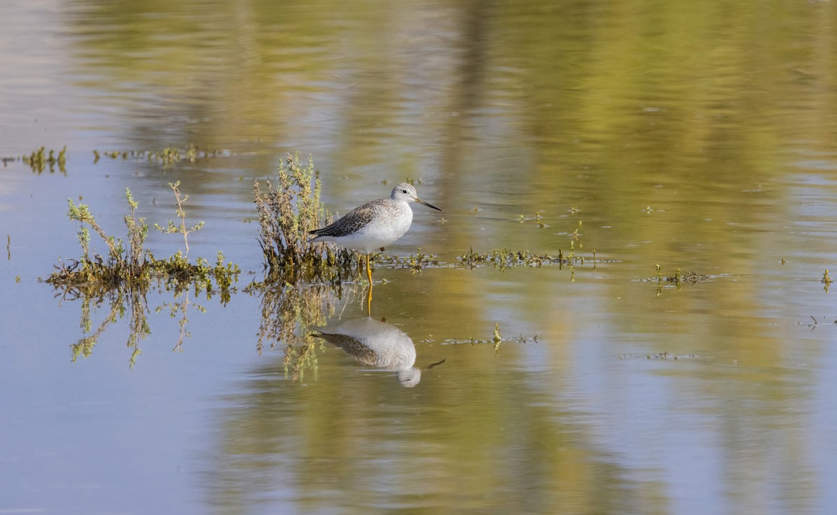Lesser Yellowlegs - ML646411012