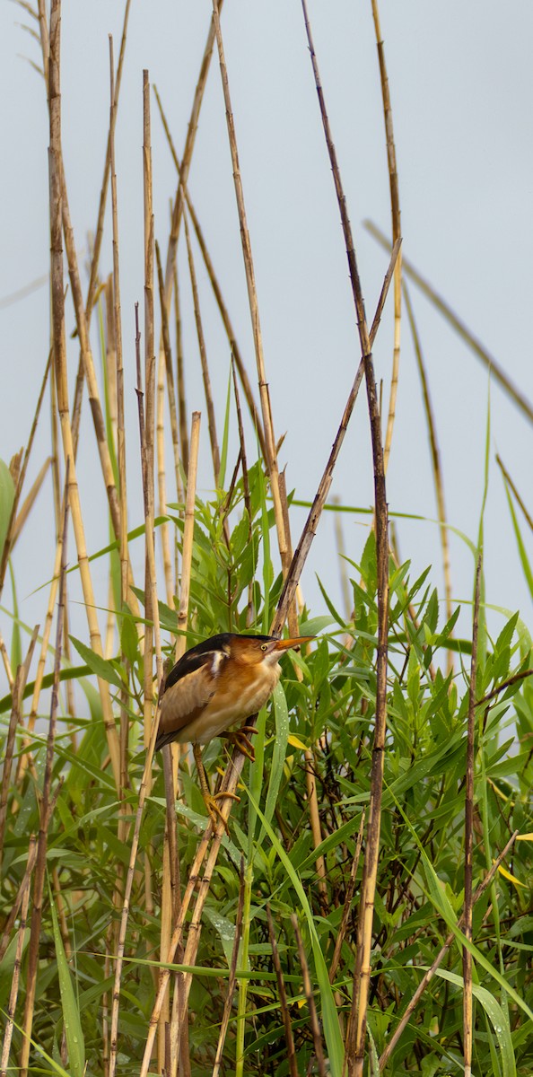 Least Bittern - ML646411013