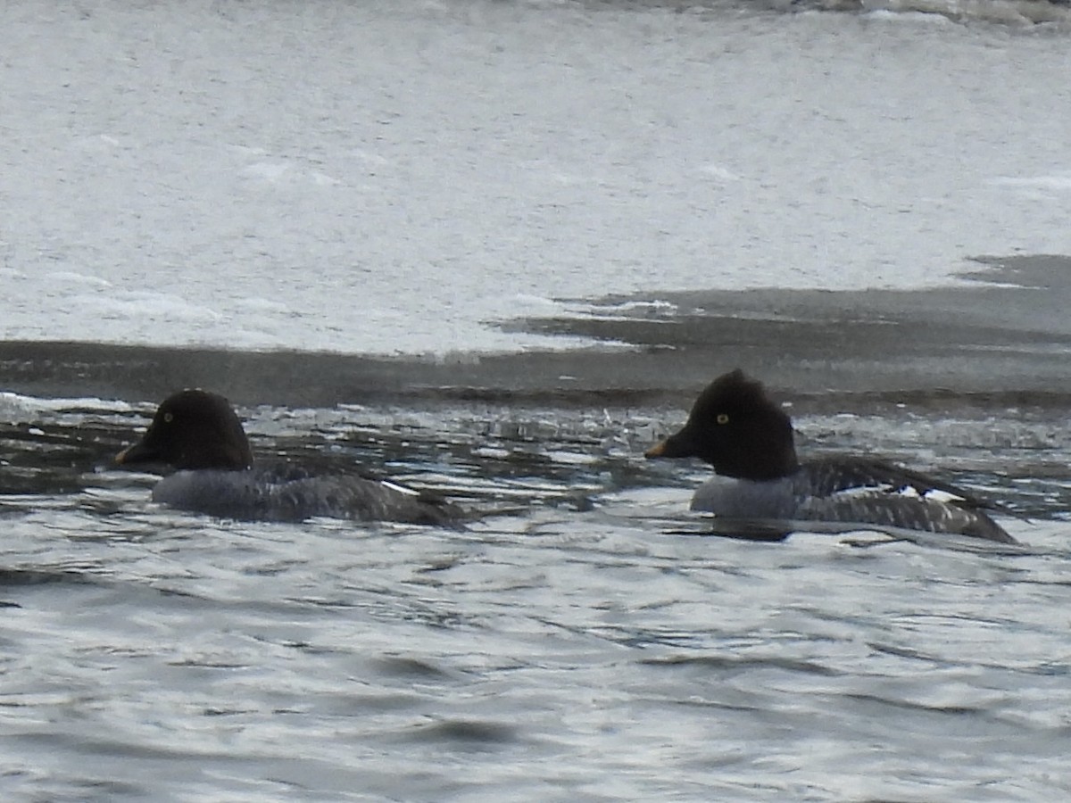 Common Goldeneye - ML646411014