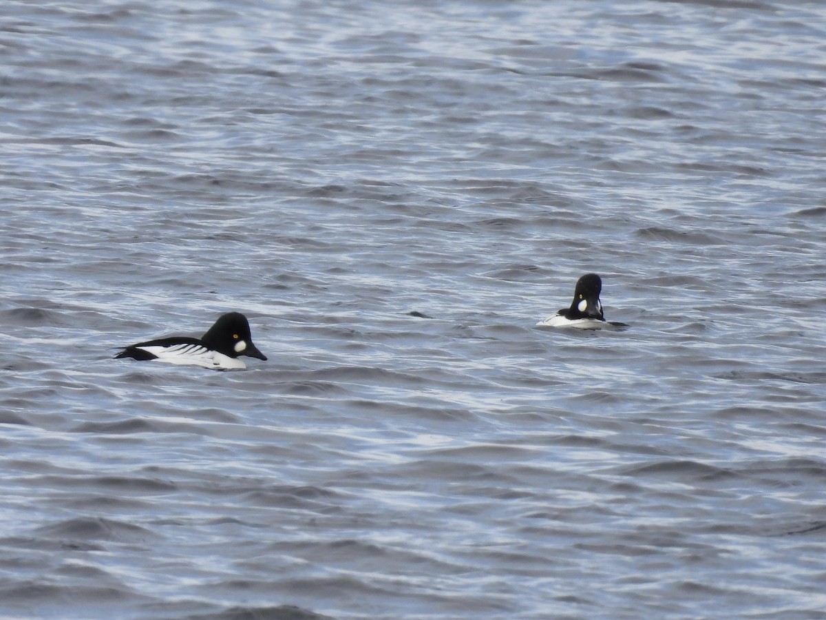 Common Goldeneye - ML646411015