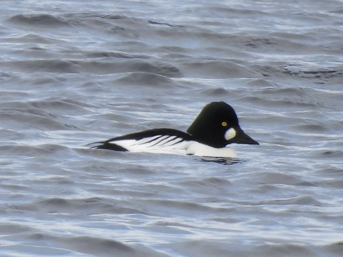 Common Goldeneye - ML646411016