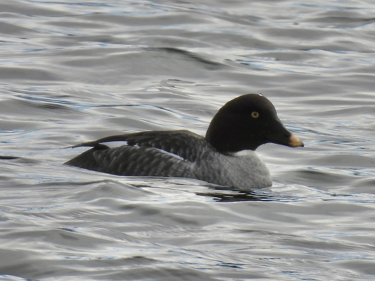Common Goldeneye - ML646411017