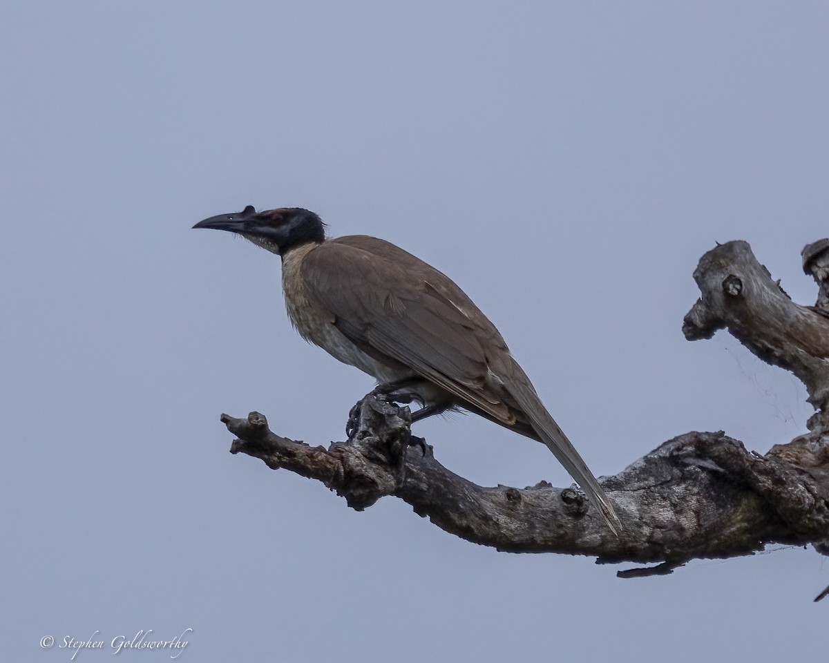 Noisy Friarbird - ML646411018
