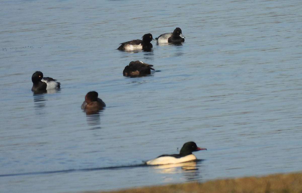 Lesser Scaup - ML646411019