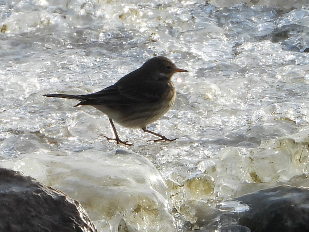 Amerika İncirkuşu - ML646411020