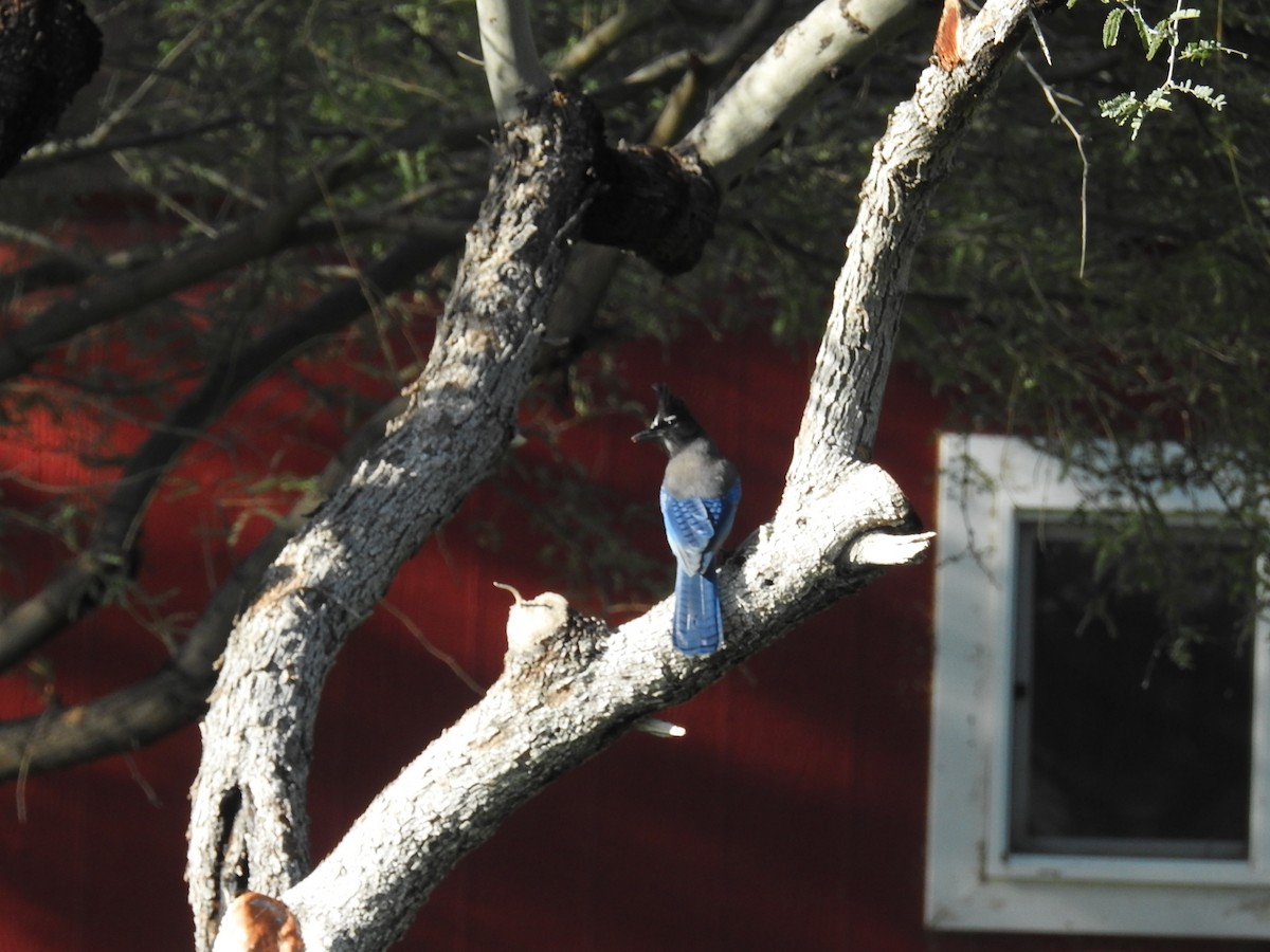 Steller Kargası - ML646411021