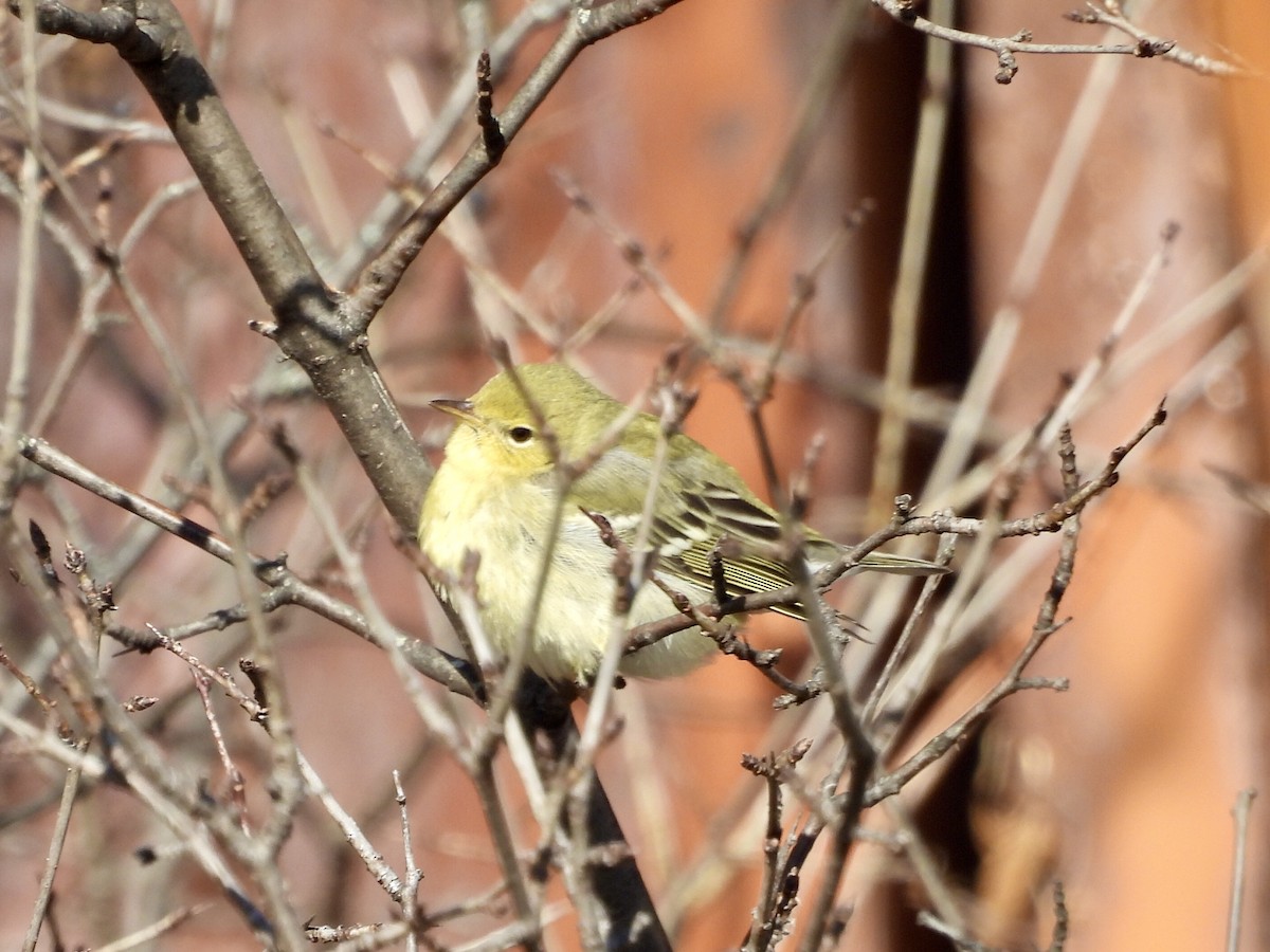 Blackpoll Warbler - ML646411022