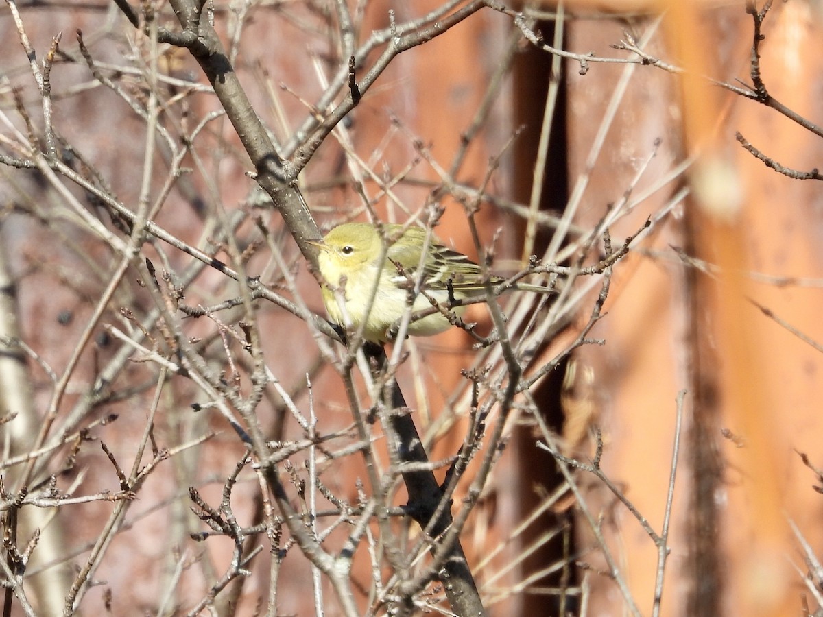 Blackpoll Warbler - ML646411023