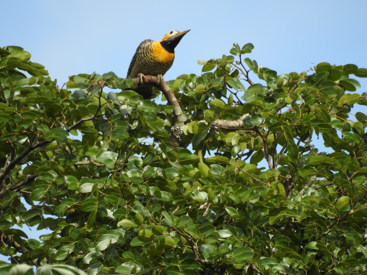 datel černočapkový - ML646411024