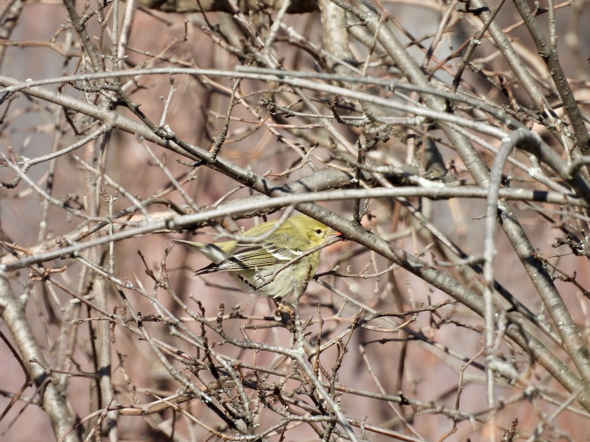 Blackpoll Warbler - ML646411025