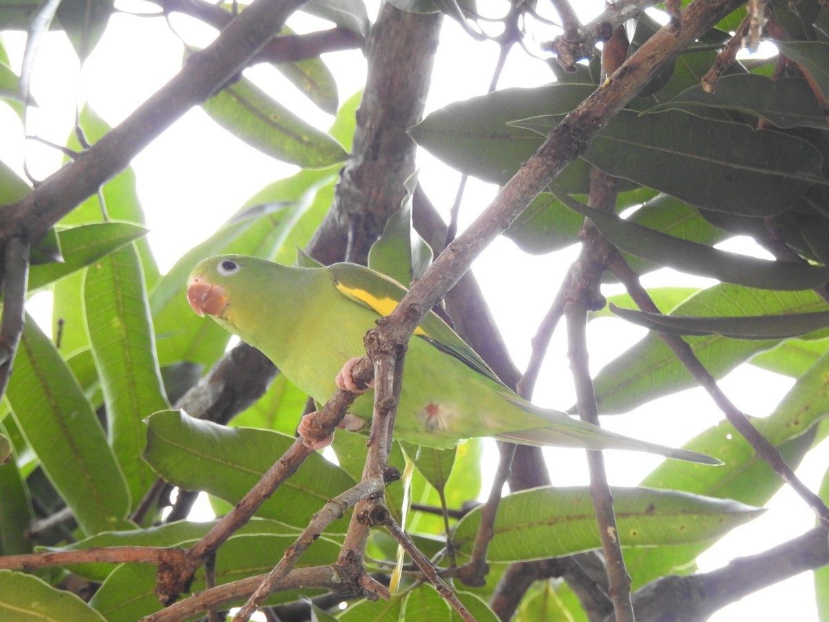 tirika jižní - ML646411026