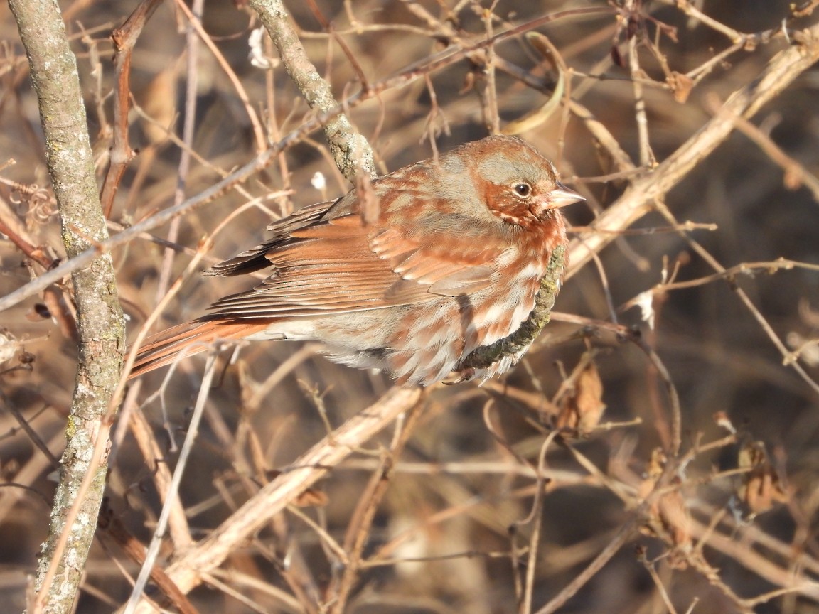 Tilki Renkli Serçe - ML646411027