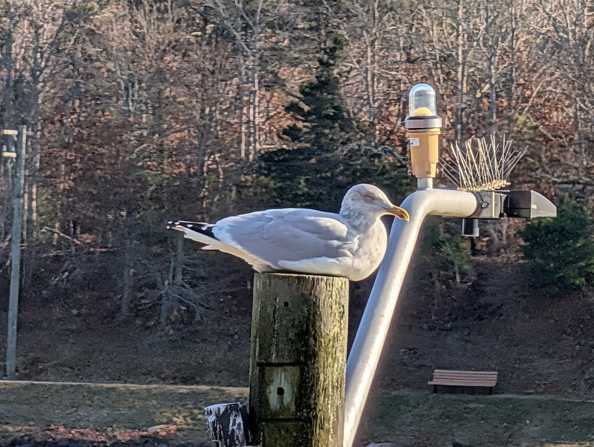 American Herring Gull - ML646411028