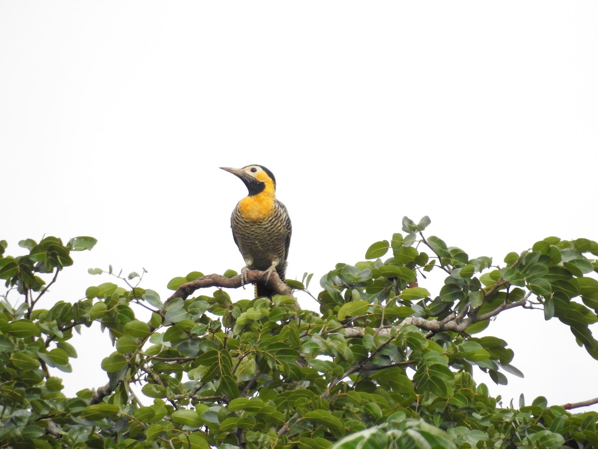 datel černočapkový - ML646411029