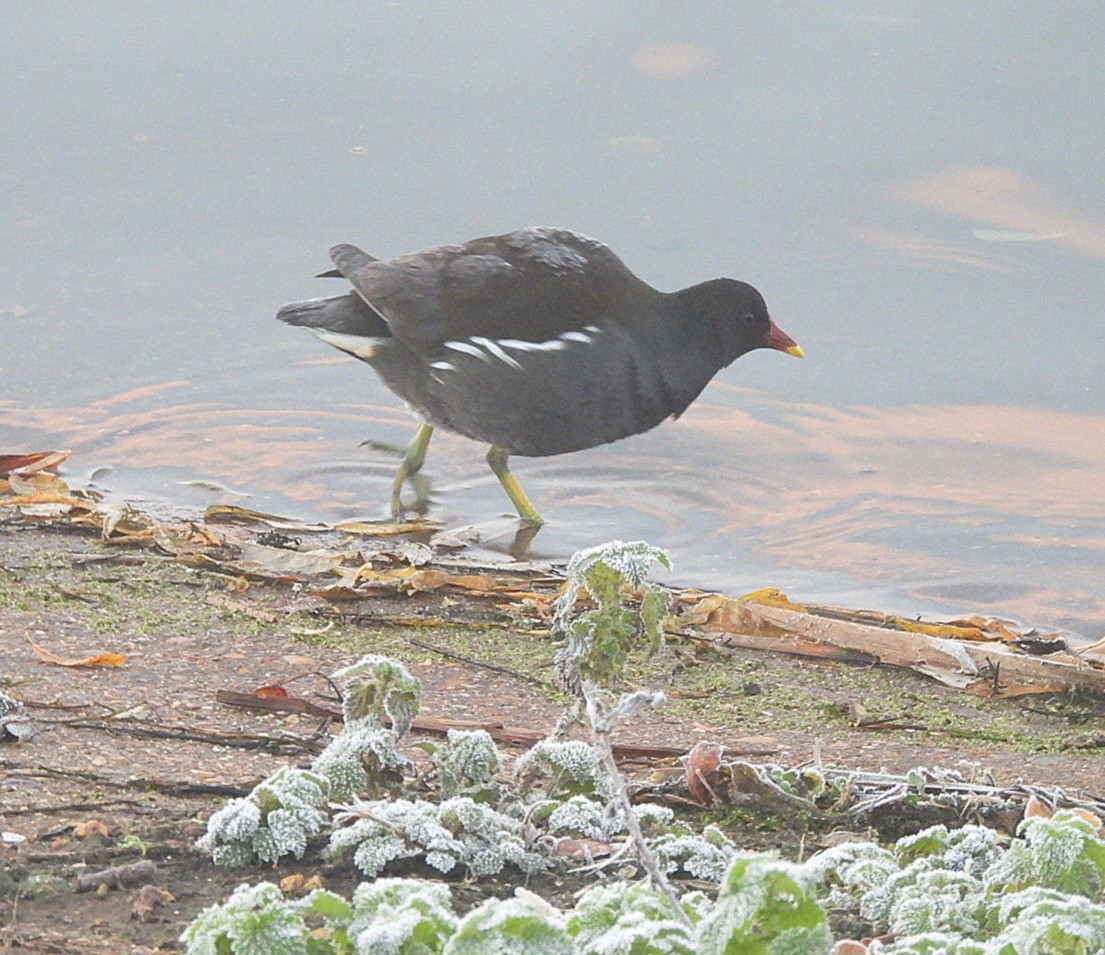 Eurasian Moorhen - ML646411030
