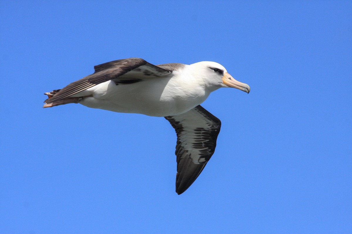 Laysan Albatross - ML646411031
