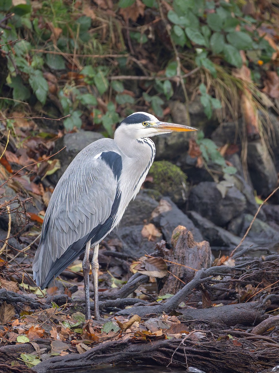 Gray Heron - ML646411032