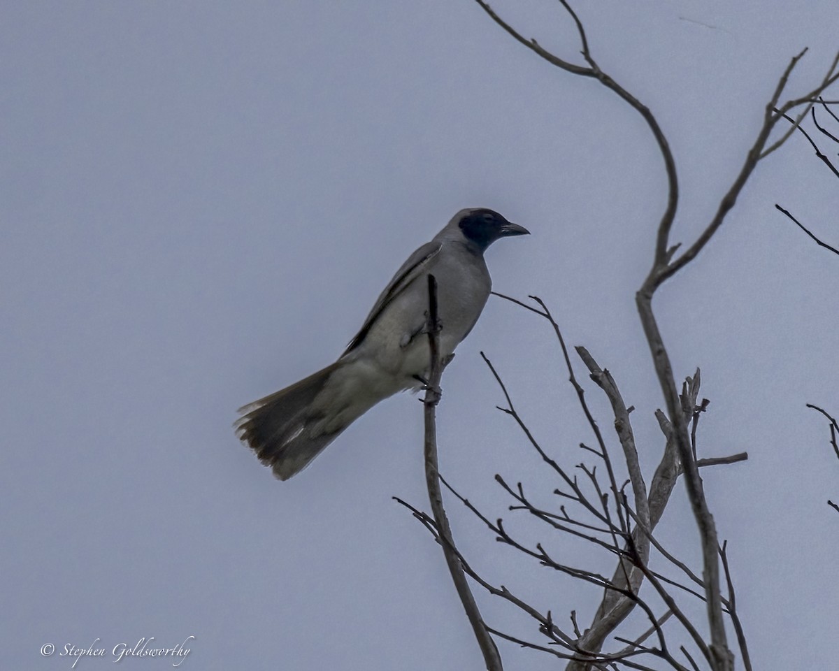 Black-faced Cuckooshrike - ML646411033