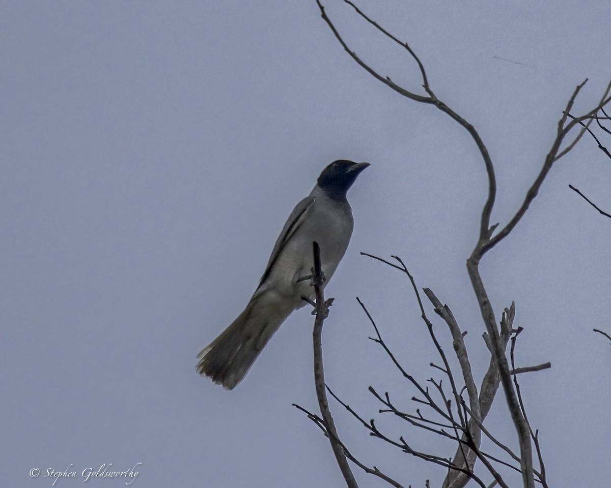 Black-faced Cuckooshrike - ML646411034