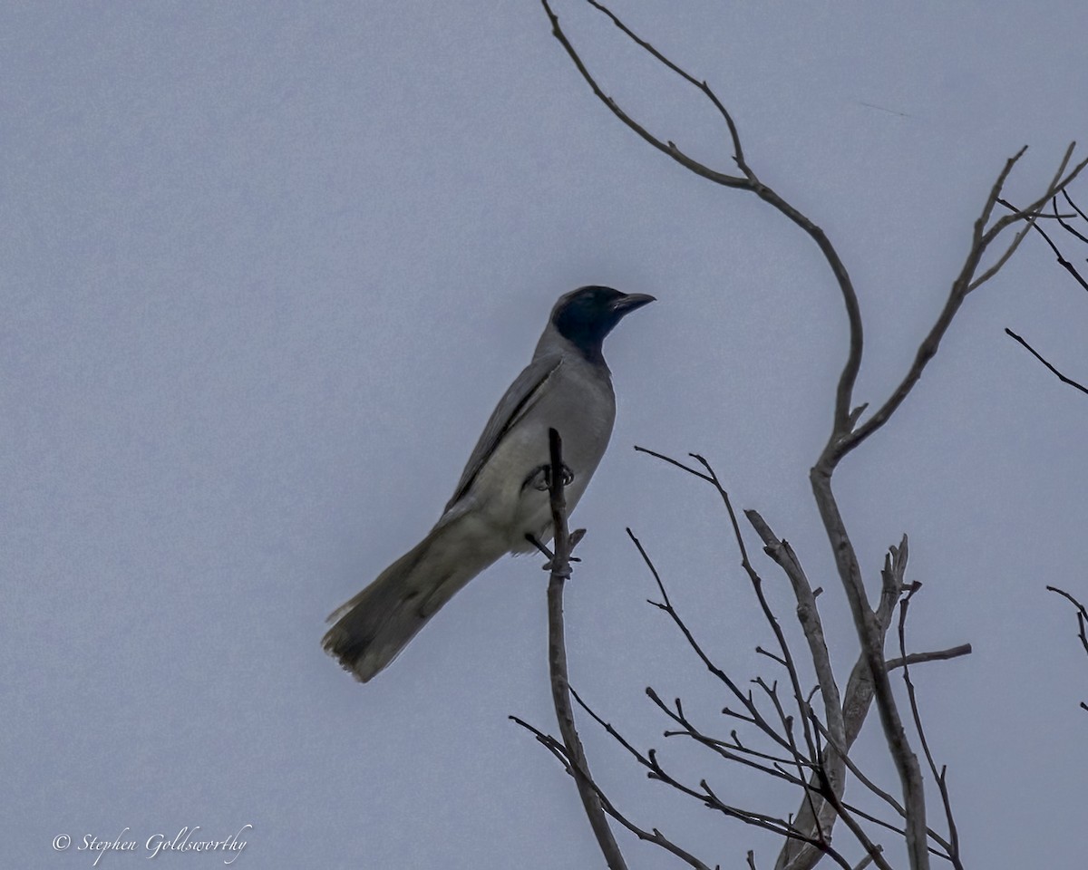 Black-faced Cuckooshrike - ML646411035