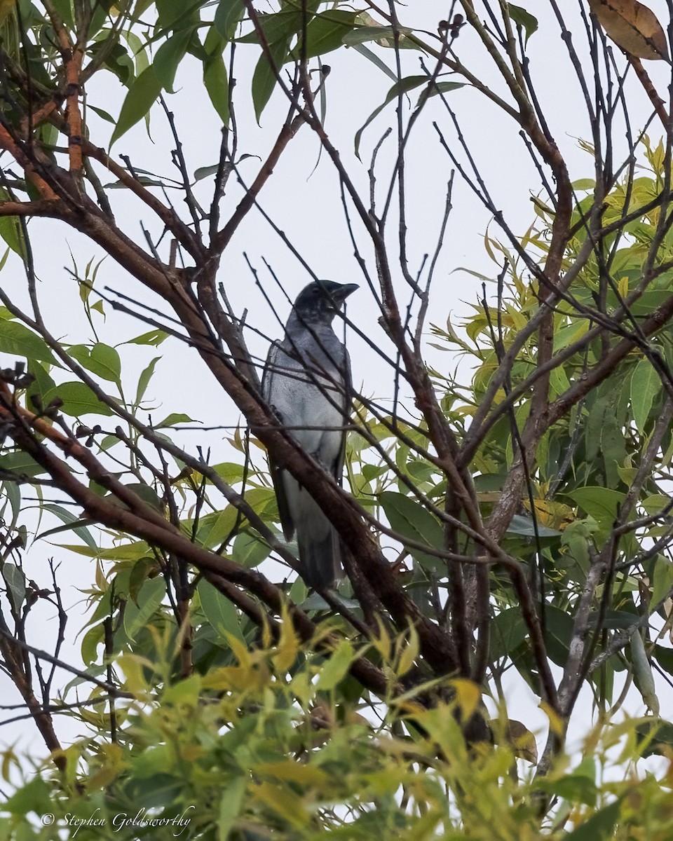 Black-faced Cuckooshrike - ML646411036