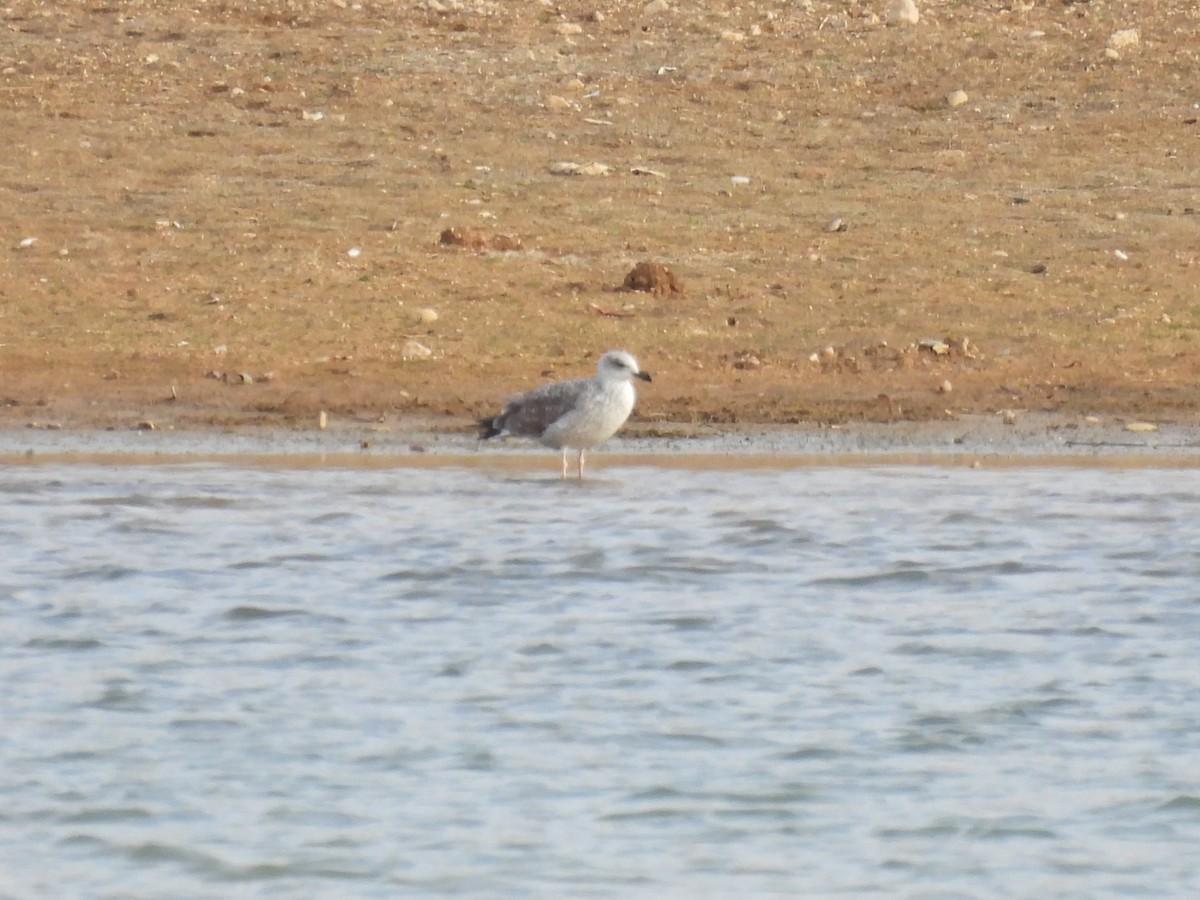 Gabbiano reale - ML646411037