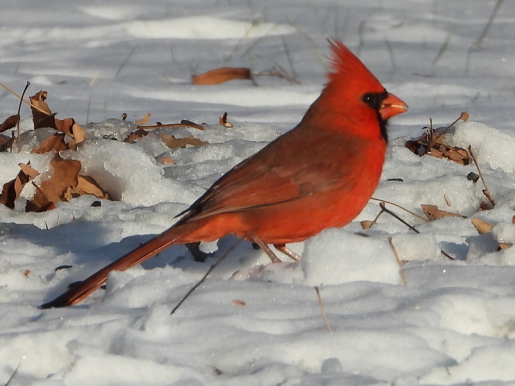 Kırmızı Kardinal - ML646411040