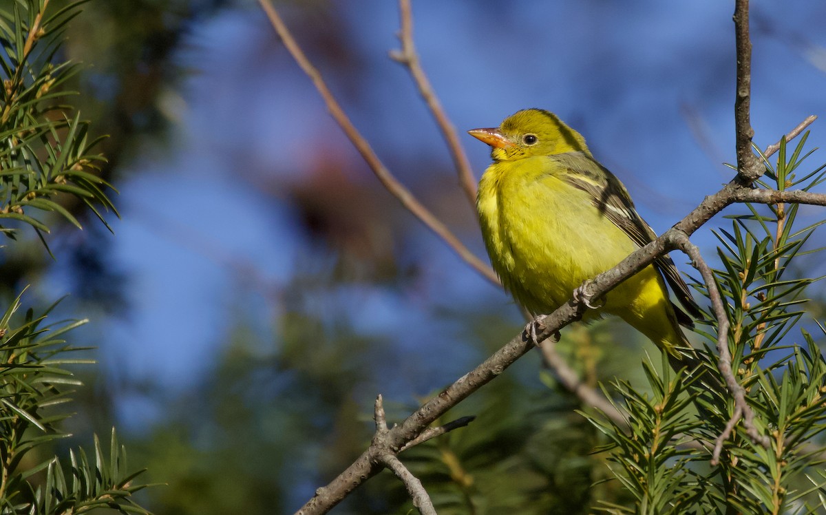 Western Tanager - ML646411041