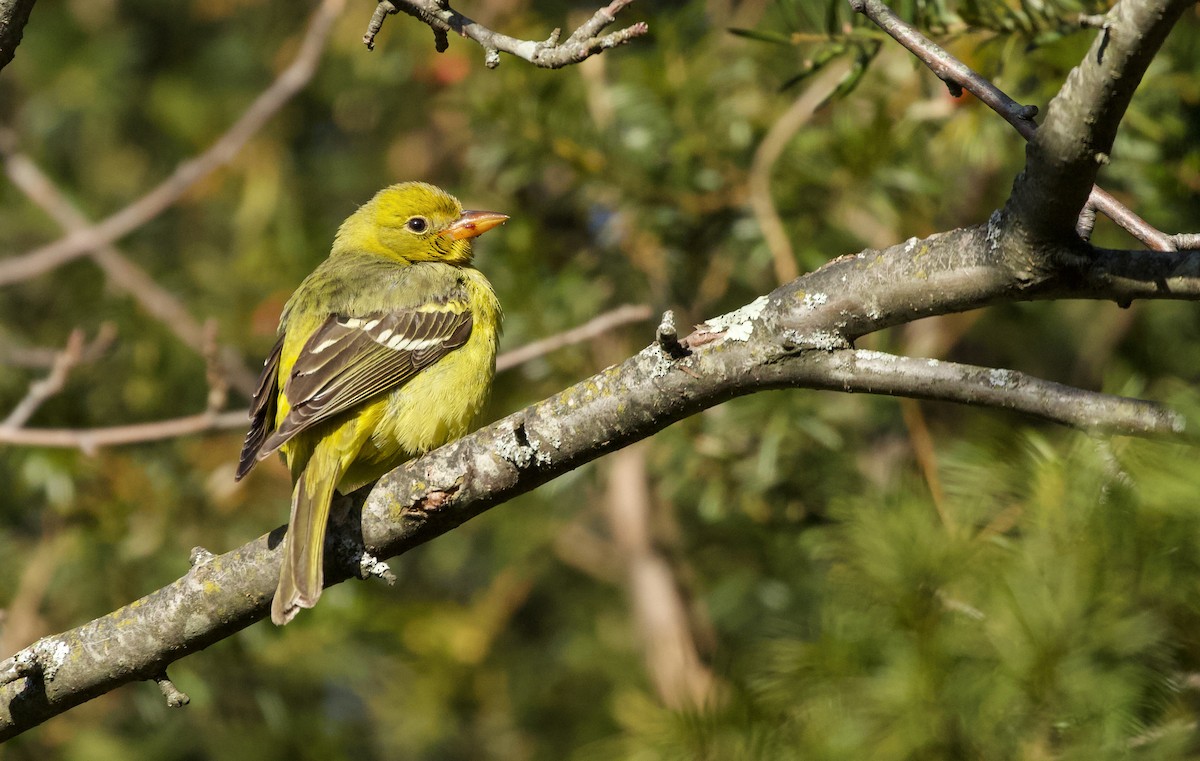 Western Tanager - ML646411042