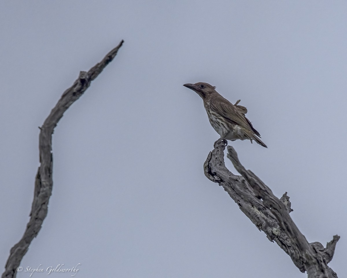 Australasian Figbird - ML646411044