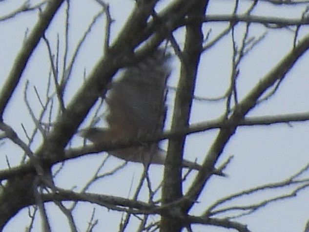 Cooper's Hawk - ML646411045