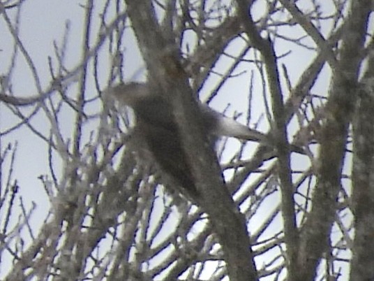 Cooper's Hawk - ML646411049