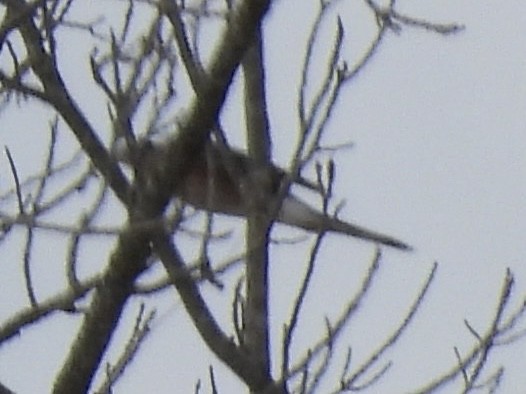 Cooper's Hawk - ML646411050