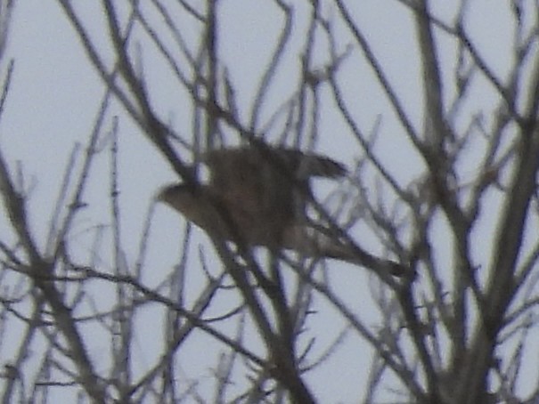 Cooper's Hawk - ML646411051