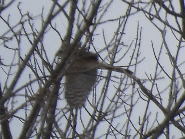 Cooper's Hawk - ML646411052