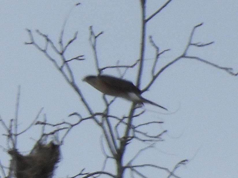 Cooper's Hawk - ML646411053