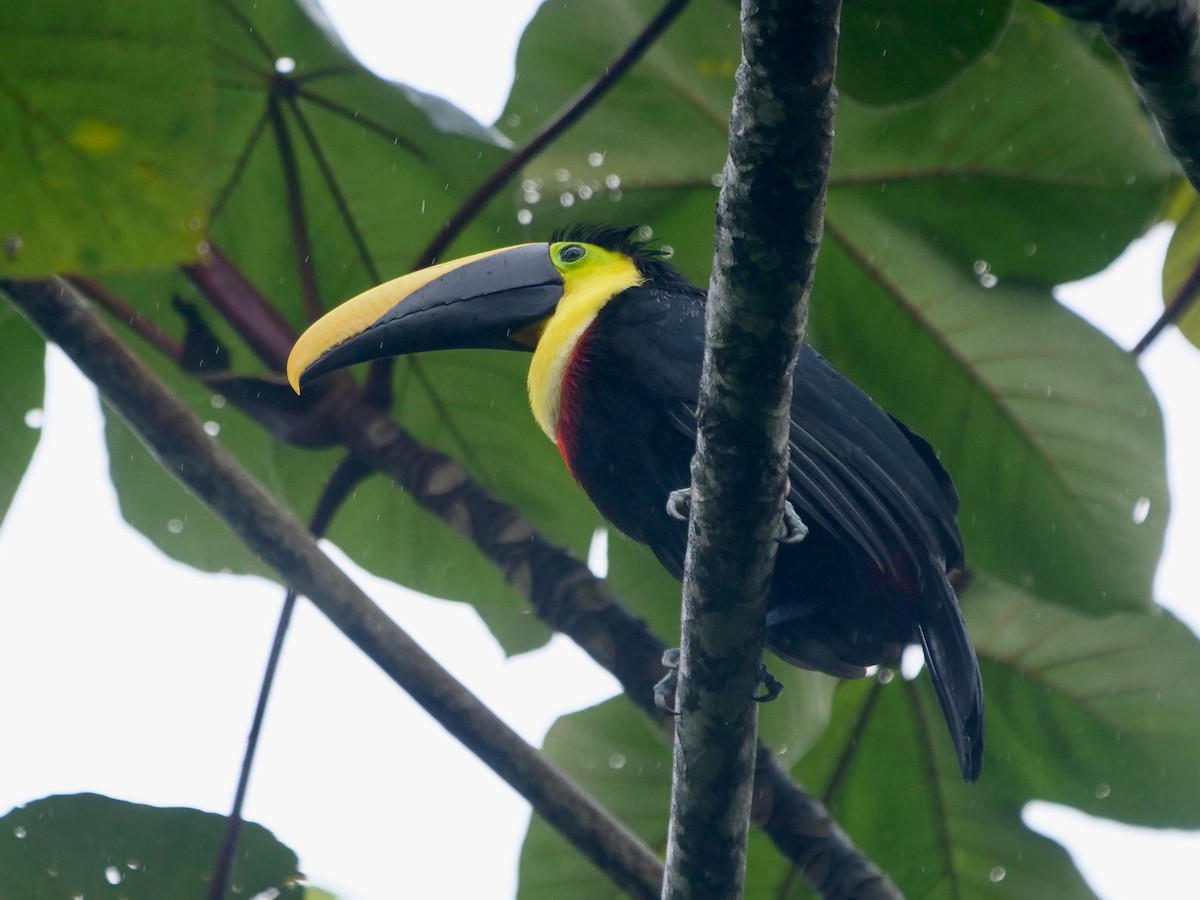 Yellow-throated Toucan - ML646411054