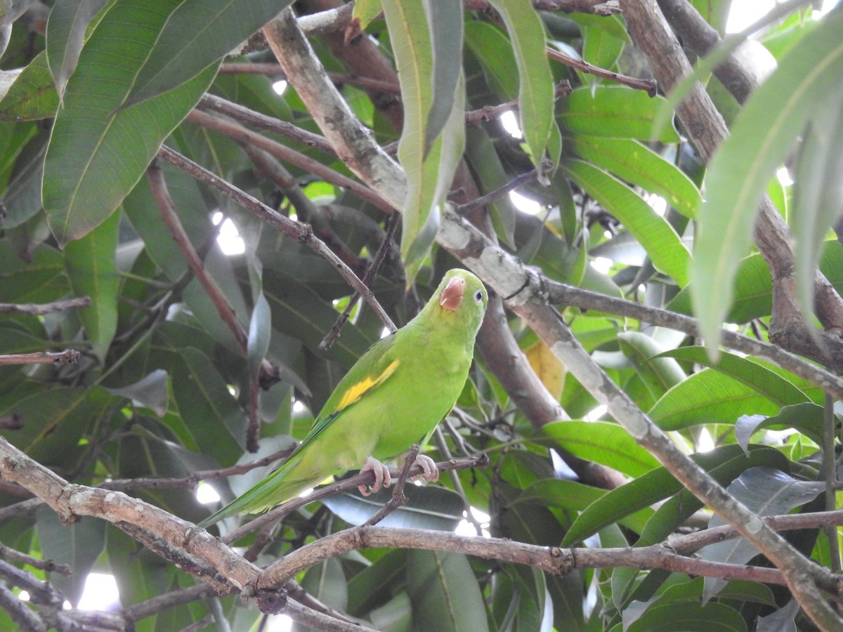 tirika jižní - ML646411055